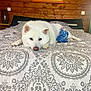 Yuki participe au concours pour gagner de l'argent avec cette photo : dog, white_dog, bed, bedspread, plush_toy, indoor, wooden_wall, painting, resting, cute, pet, cozy, animal, fur, relaxed, toy, head, ears, nose, paw
