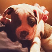 Bruno Mars is registered to the contest to win money with this photo: puppy, dog, pet, closeup, paw, sleepy, cozy, indoor, brown, white, cute, animal, young, face, fur, portrait, resting, warm_lighting, blurry, domestic