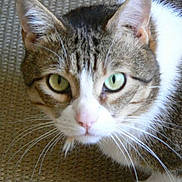 Pirate participe au concours pour gagner de l'argent avec cette photo :