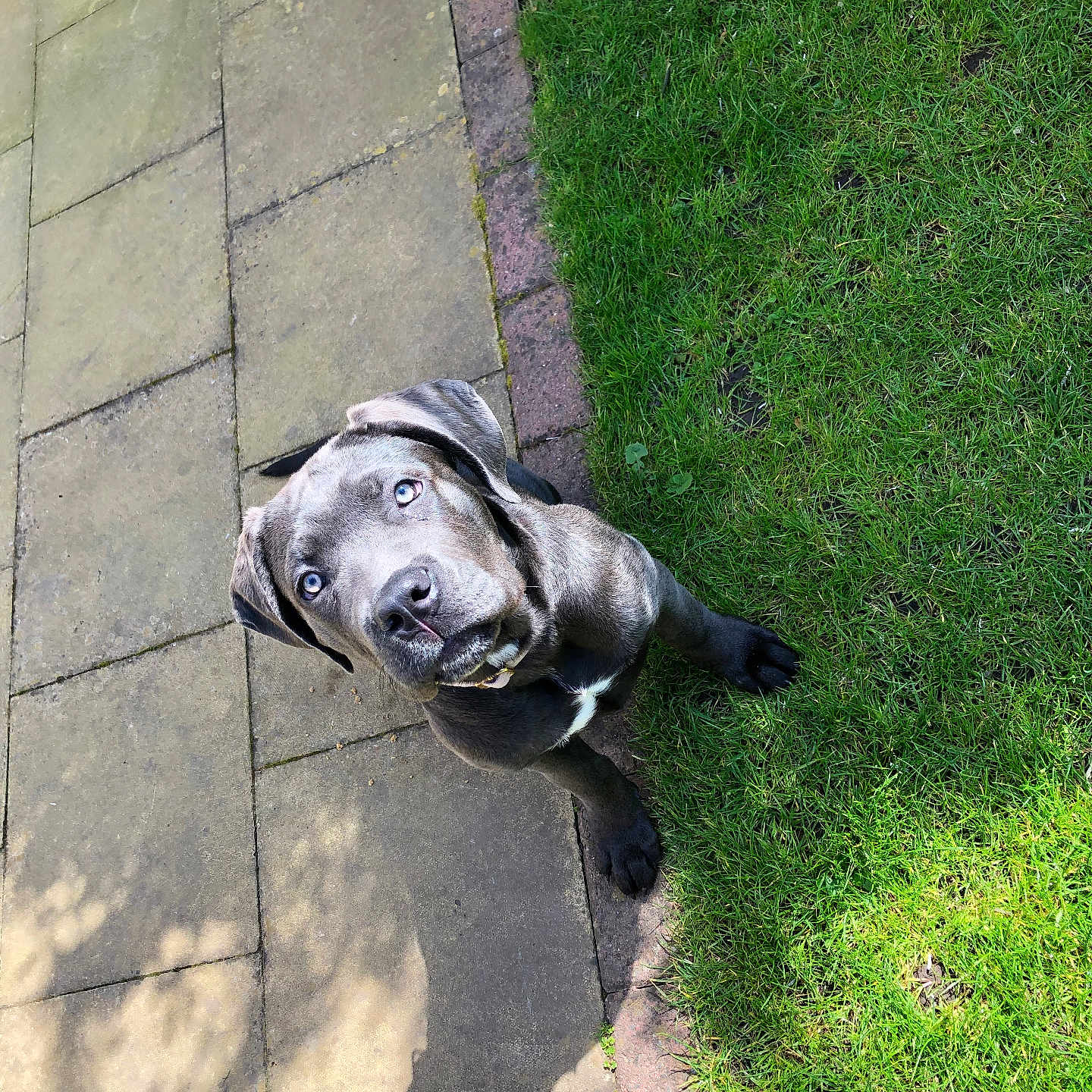 Athena joined the competition — help win amazing prizes! animal, bulldog, canine, dog, flagstone, grass, head, hound, labradorretriever, lawn, path, person, pet, pitbull, plant, pointer, puppy, sidewalk, slate, walkway