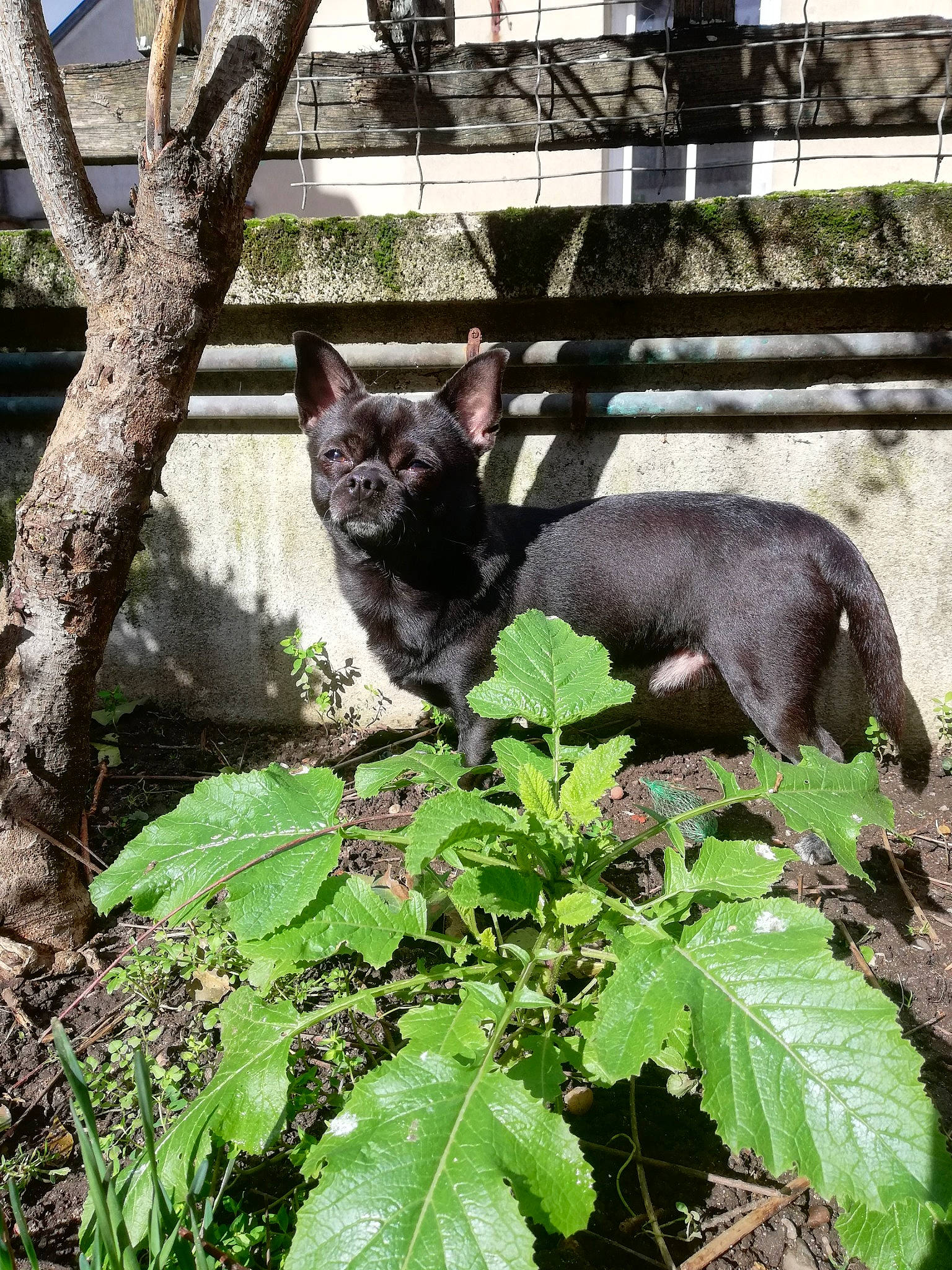Guss a rejoint le concours — aidez-le/la à gagner de superbes lots ! annual_plant, canidae, carnivore, cat, domestic_short_haired_cat, felidae, fur, grass, groundcover, herb, plant, small_to_medium_sized_cats, snout, tail, terrestrial_animal, tree, trunk, twig, whiskers, wildlife