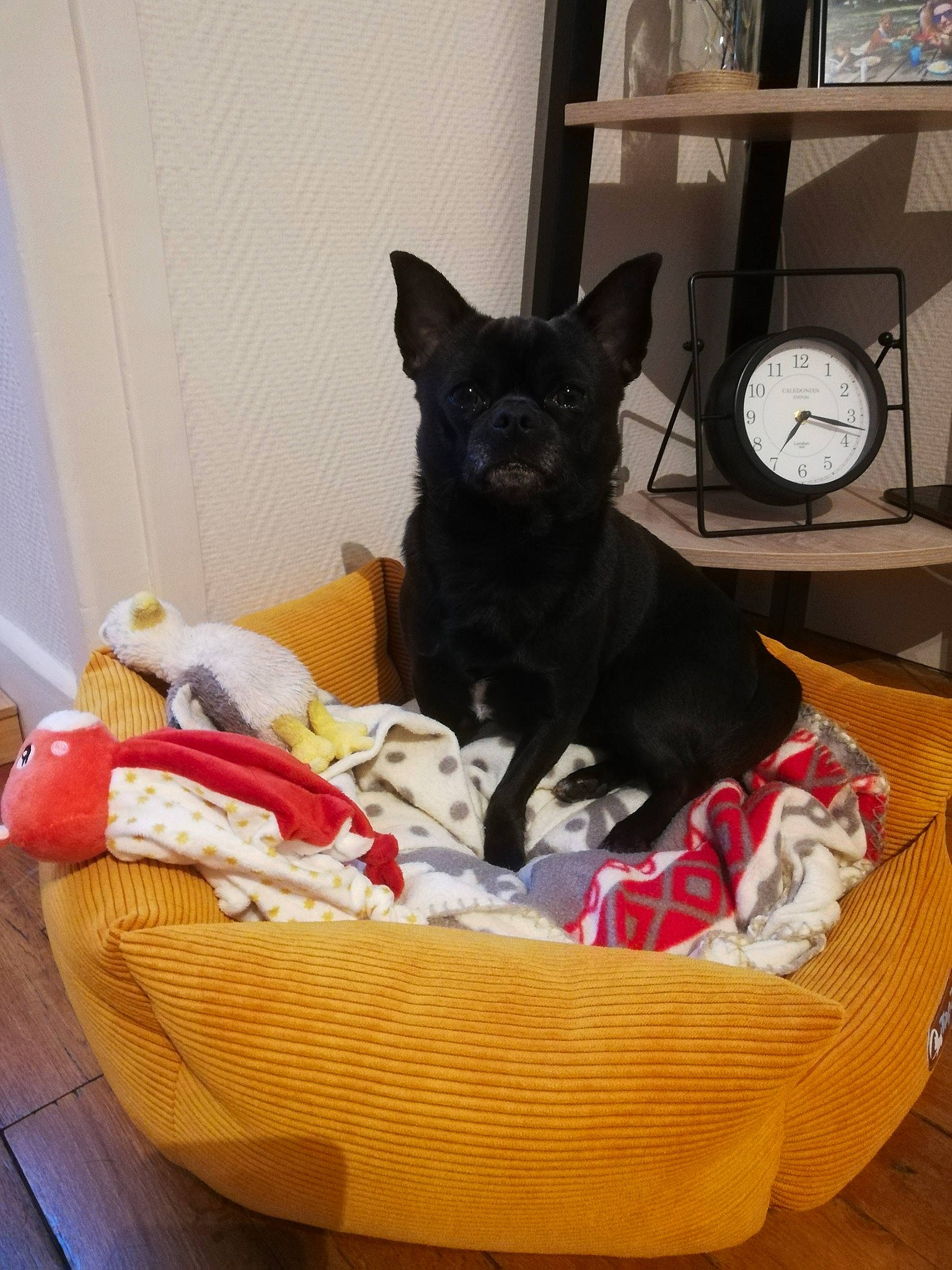 Guss a rejoint le concours — aidez-le/la à gagner de superbes lots ! canidae, carnivore, cat_supply, clock, comfort, companion_dog, dog, dog_bed, dog_breed, dog_supply, domestic_short_haired_cat, fawn, felidae, pet_supply, room, small_to_medium_sized_cats, sporting_group, tail, whiskers, working_animal