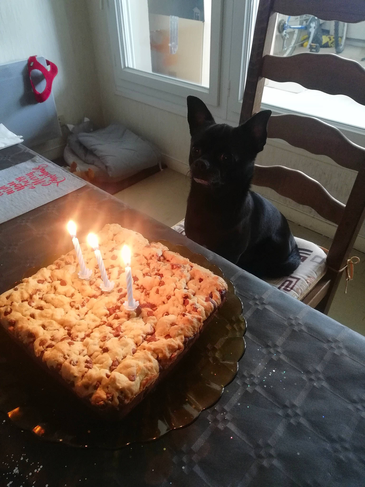 Guss a rejoint le concours — aidez-le/la à gagner de superbes lots ! birthday_cake, birthday_candle, cake, cake_decorating, candle, carnivore, cuisine, dessert, dish, dog, event, finger_food, food, ingredient, kuchen, plate, recipe, table, tableware, window