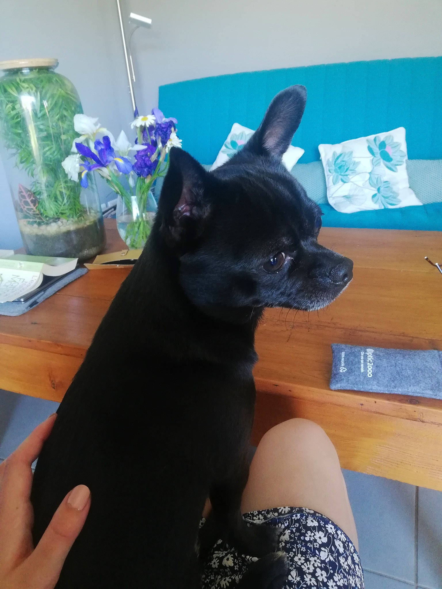 Guss a rejoint le concours — aidez-le/la à gagner de superbes lots ! blue, canidae, carnivore, comfort, companion_dog, dog, dog_breed, electric_blue, fawn, flowerpot, fur, human_leg, plant, purple, sitting, sporting_group, table, toy_dog, whiskers, working_animal