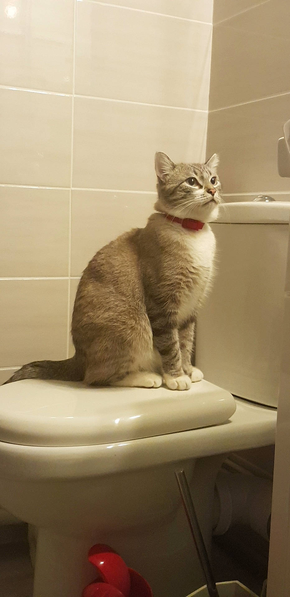 Mousse participe au concours pour gagner de l'argent avec cette photo : aegean_cat, asian, australian_mist, carnivore, cat, domestic_short_haired_cat, european_shorthair, felidae, german_rex, kitten, mammal, plumbing_fixture, small_to_medium_sized_cats, tabby_cat, tail, toilet, whiskers