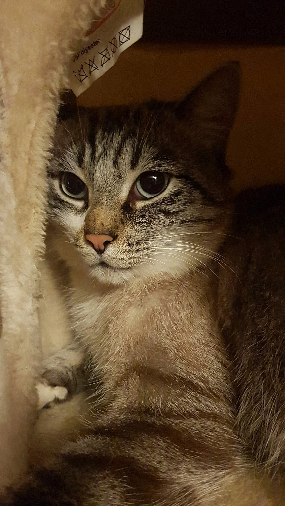 Mousse a rejoint le concours — aidez-le/la à gagner de superbes lots ! aegean_cat, american_curl, american_wirehair, asian, australian_mist, carnivore, cat, chausie, domestic_short_haired_cat, european_shorthair, felidae, kitten, mammal, ojos_azules, small_to_medium_sized_cats, snout, somali, tabby_cat, vertebrate, whiskers