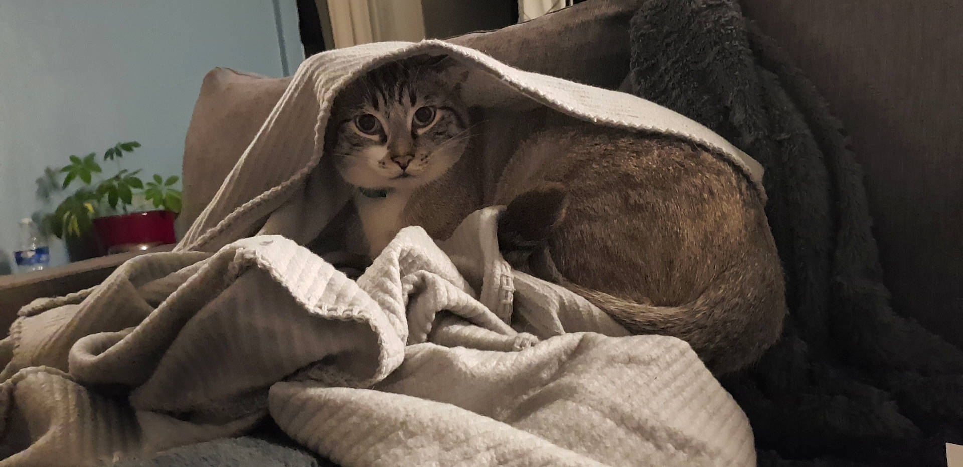 Mousse a rejoint le concours — aidez-le/la à gagner de superbes lots ! asian, burmilla, carnivore, cat, domestic_short_haired_cat, felidae, russian_blue, small_to_medium_sized_cats, whiskers