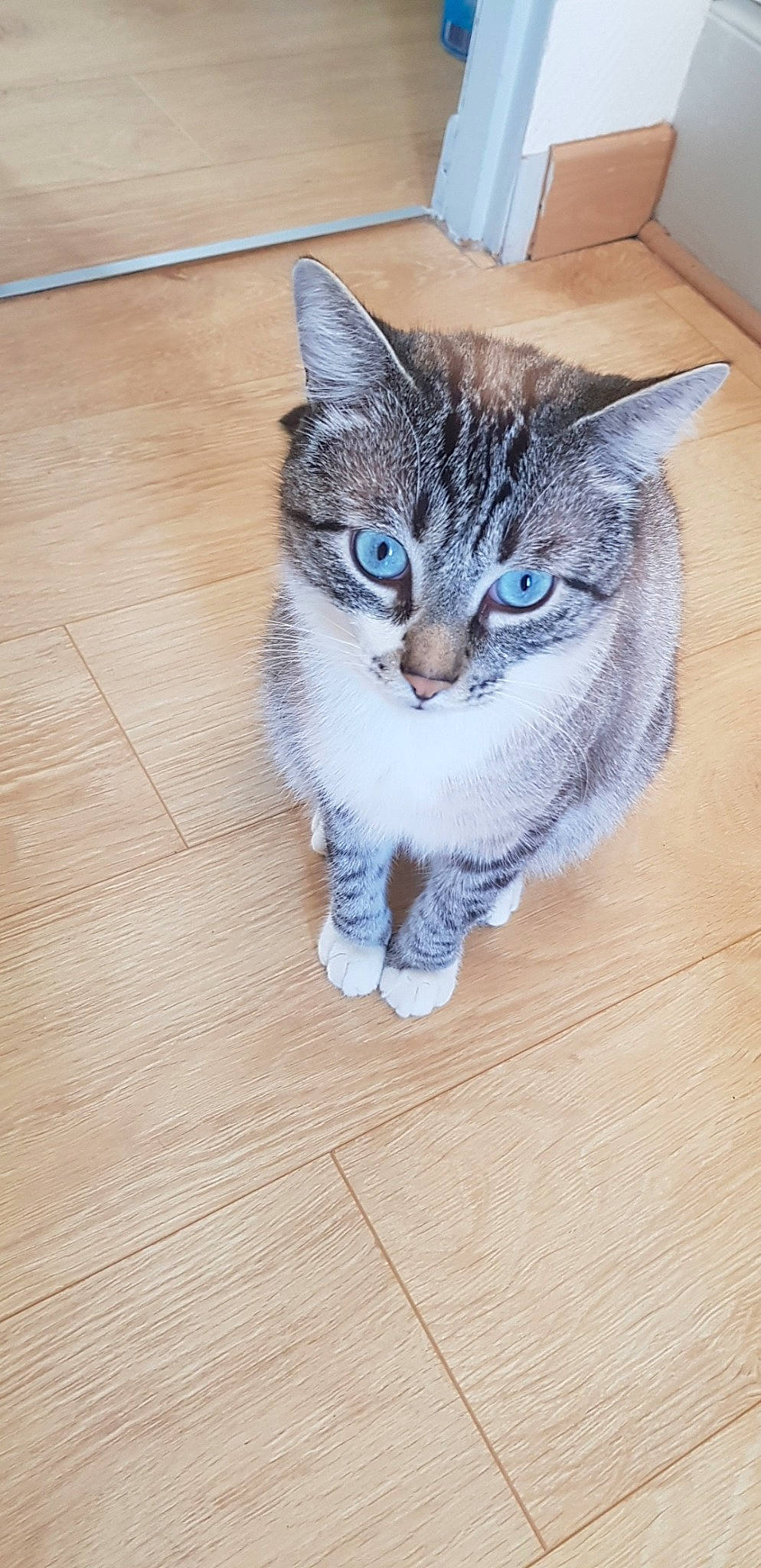 Mousse participe au concours pour gagner de l'argent avec cette photo : aegean_cat, american_shorthair, asian, carnivore, cat, domestic_short_haired_cat, european_shorthair, felidae, floor, flooring, fur, kitten, mammal, ojos_azules, pixie_bob, small_to_medium_sized_cats, tabby_cat, vertebrate, whiskers, wood