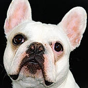 Nala is registered to the contest to win money with this photo: animal, boxer, bulldog, canine, dog, frenchbulldog, pet, pitbull, puppy, whitedog