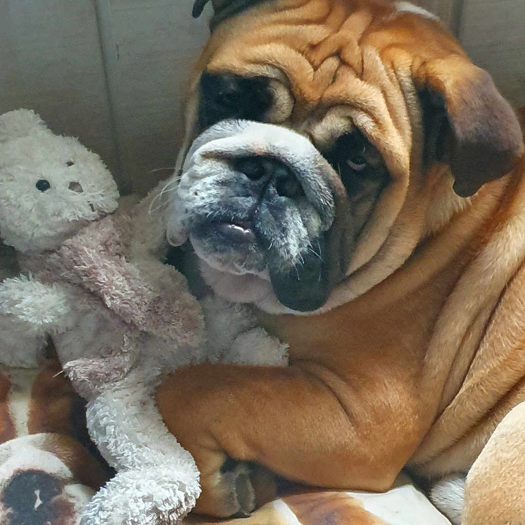 Renato a rejoint le concours — aidez-le/la à gagner de superbes lots ! animal, brown, bulldog, companion, cozy, cute, dog, ears, face, fur, indoor, paw, pet, pillow, resting, snout, stuffed_animal, toy, white, wrinkles