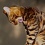 Baloo a rejoint le concours — aidez-le/la à gagner de superbes lots ! animal, background_blur, bengal_cat, cat, close_up, daylight, ears, feline, fur, licking, mammal, nature, outdoor, paw, pet, profile, sitting, soft_light, striped, whiskers