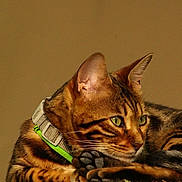 Baloo participe au concours pour gagner de l'argent avec cette photo : animal, bengal_cat, brown, cat, close_up, collar, ears, feline, fur, green_eyes, indoor, laying_down, moss, orange, paw, pet, portrait, relaxing, striped, whiskers
