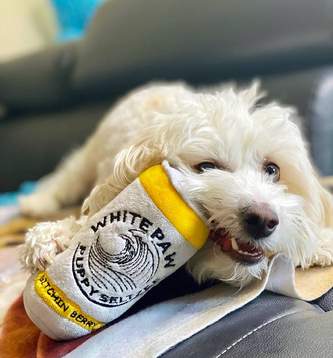 Charlie is registered to the contest to win money with this photo: canidae, carnivore, companion_dog, couch, dog, dog_breed, dog_clothes, dog_collar, dog_supply, fashion_accessory, fur, happy, puppy_love, recreation, sitting, small_terrier, snout, sporting_group, terrier, toy_dog