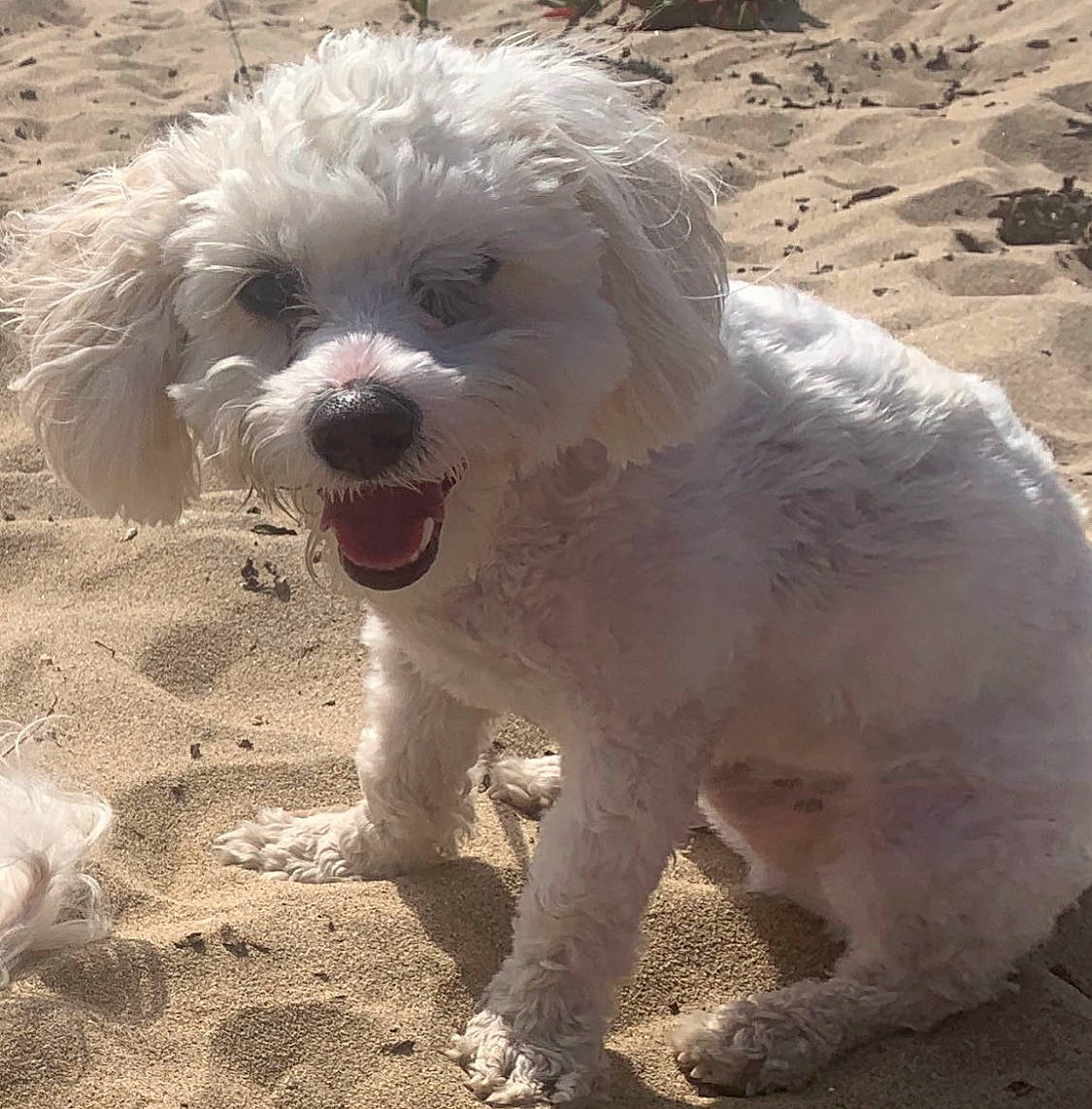 Charlie is registered to the contest to win money with this photo: canidae, carnivore, companion_dog, dog, dog_breed, labradoodle, landscape, non_sporting_group, poodle, poodle_crossbreed, puppy, small_terrier, snout, soil, terrier, toy_dog, water_dog, working_animal