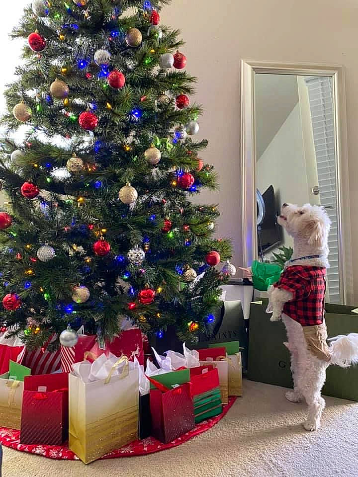 Charlie is registered to the contest to win money with this photo: christmas, christmas_decoration, christmas_eve, christmas_ornament, christmas_tree, decoration, event, evergreen, holiday, holiday_ornament, interior_design, larch, living_room, ornament, plant, red, standing, tree, white, wood