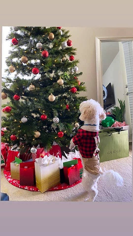 Charlie joined the competition — help win amazing prizes! christmas, christmas_decoration, christmas_eve, christmas_ornament, christmas_tree, decoration, event, evergreen, holiday, holiday_ornament, interior_design, living_room, ornament, plant, tints_and_shades, toy, tree, white, winter, wood