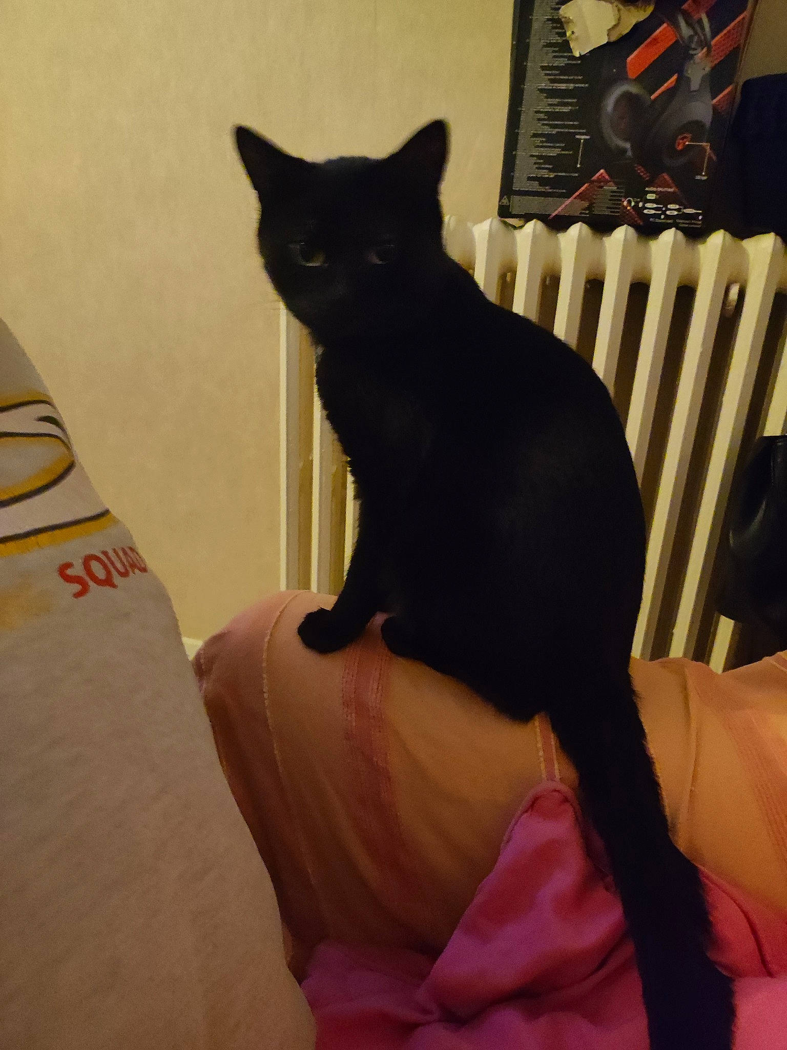 Fifi a rejoint le concours — aidez-le/la à gagner de superbes lots ! bed, black_cat, bombay, carnivore, cat, chair, comfort, domestic_short_haired_cat, felidae, fur, human_leg, linens, room, sitting, small_to_medium_sized_cats, snout, tail, thigh, whiskers, window