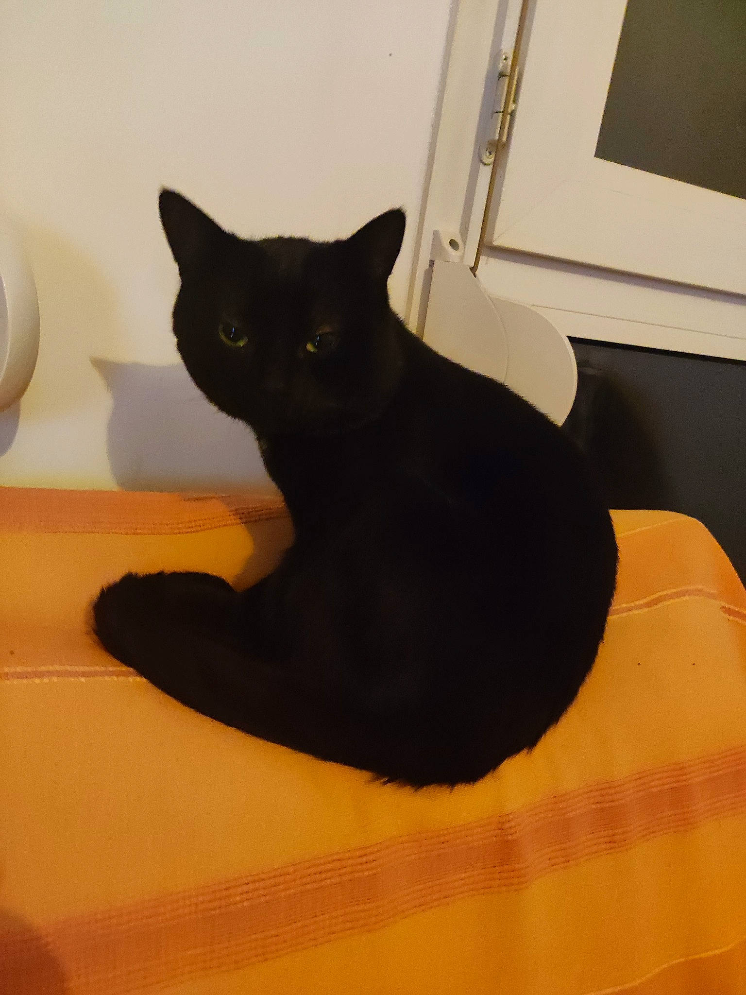 Fifi participe au concours pour gagner de l'argent avec cette photo : black_cat, bombay, carnivore, cat, comfort, cup, domestic_short_haired_cat, felidae, flooring, fur, hardwood, linens, room, serveware, small_to_medium_sized_cats, stairs, tableware, tail, whiskers, wood