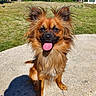 animal, blue_sky, concrete, daytime, dog, ears, fur, grass, happy, house, nature, outdoor, pet, portrait, shadow, small_dog, smiling, sunny, tongue, tree