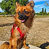 Vayan a rejoint le concours — aidez-le/la à gagner de superbes lots ! animal, blue_sky, brown_dog, canine, daylight, dog, fur, grass, happy, nature, outdoor, park, pet, portrait, red_harness, shadow, sitting, sunny, tongue_out, tree