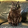 cat, black_cat, pet, feline, indoor, leather_couch, yellow_eyes, fluffy, sitting, animal, fur, whiskers, ears, home, cozy, portrait, domestic_animal, looking_at_camera, furniture, relaxed