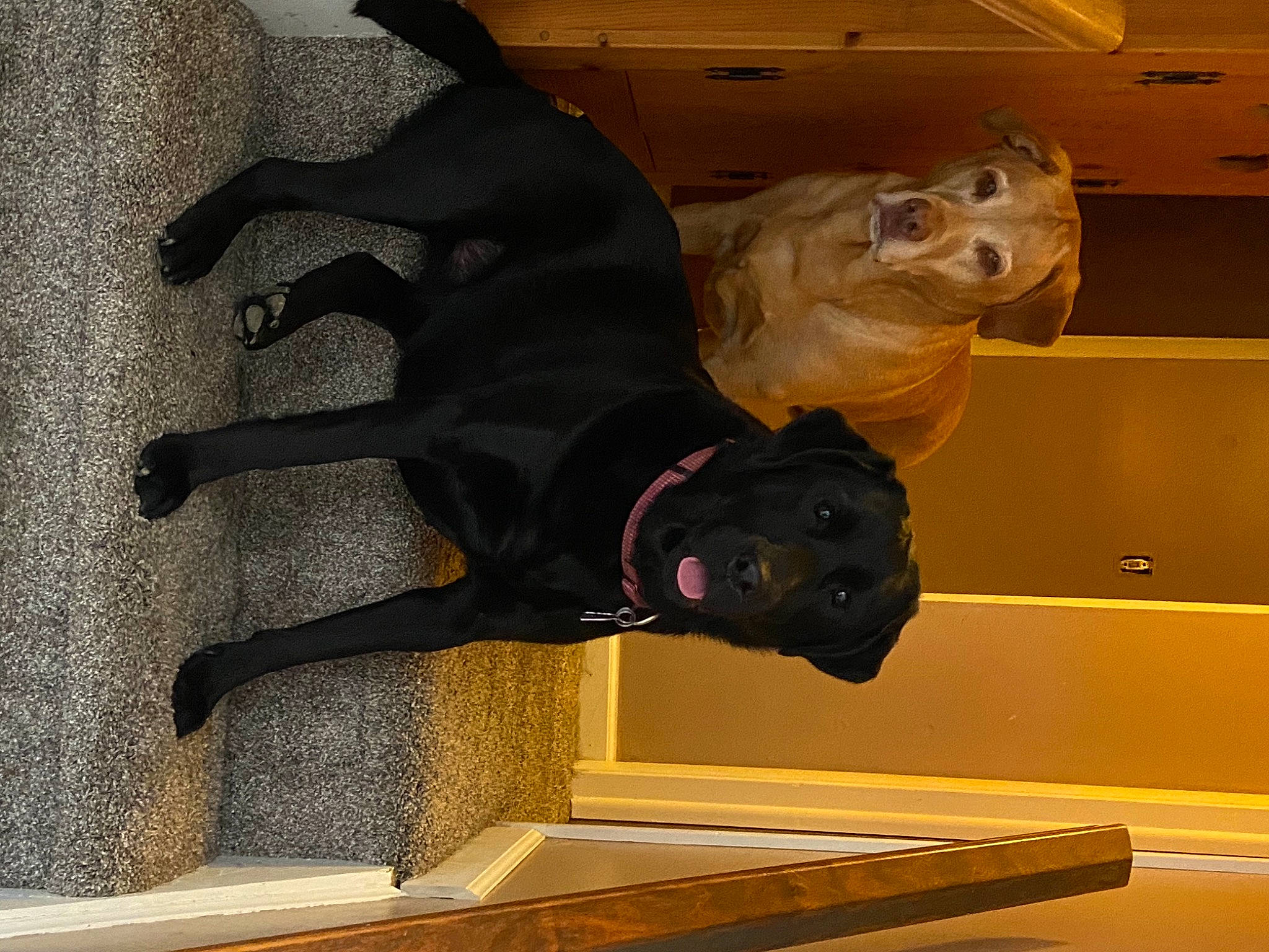 Woody And Willow is registered to the contest to win money with this photo: canidae, fawn, sporting_group