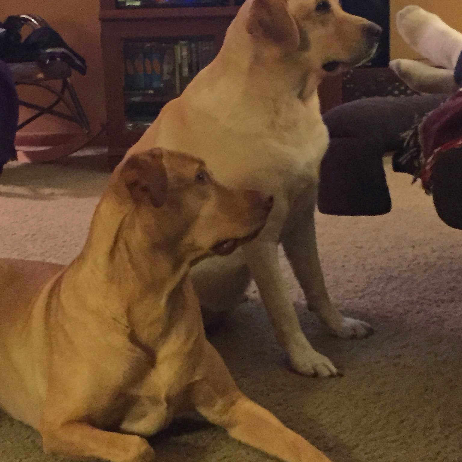 Cotton And Woody