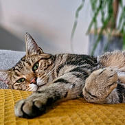 Neko a rejoint le concours — aidez-le/la à gagner de superbes lots ! blanket, cat, closeup, cozy, domestic_cat, feline, fur, green_eyes, houseplant, indoor, mustard_yellow, paws, pet, relaxed, resting, sleepy, soft_focus, stretching, tabby, whiskers