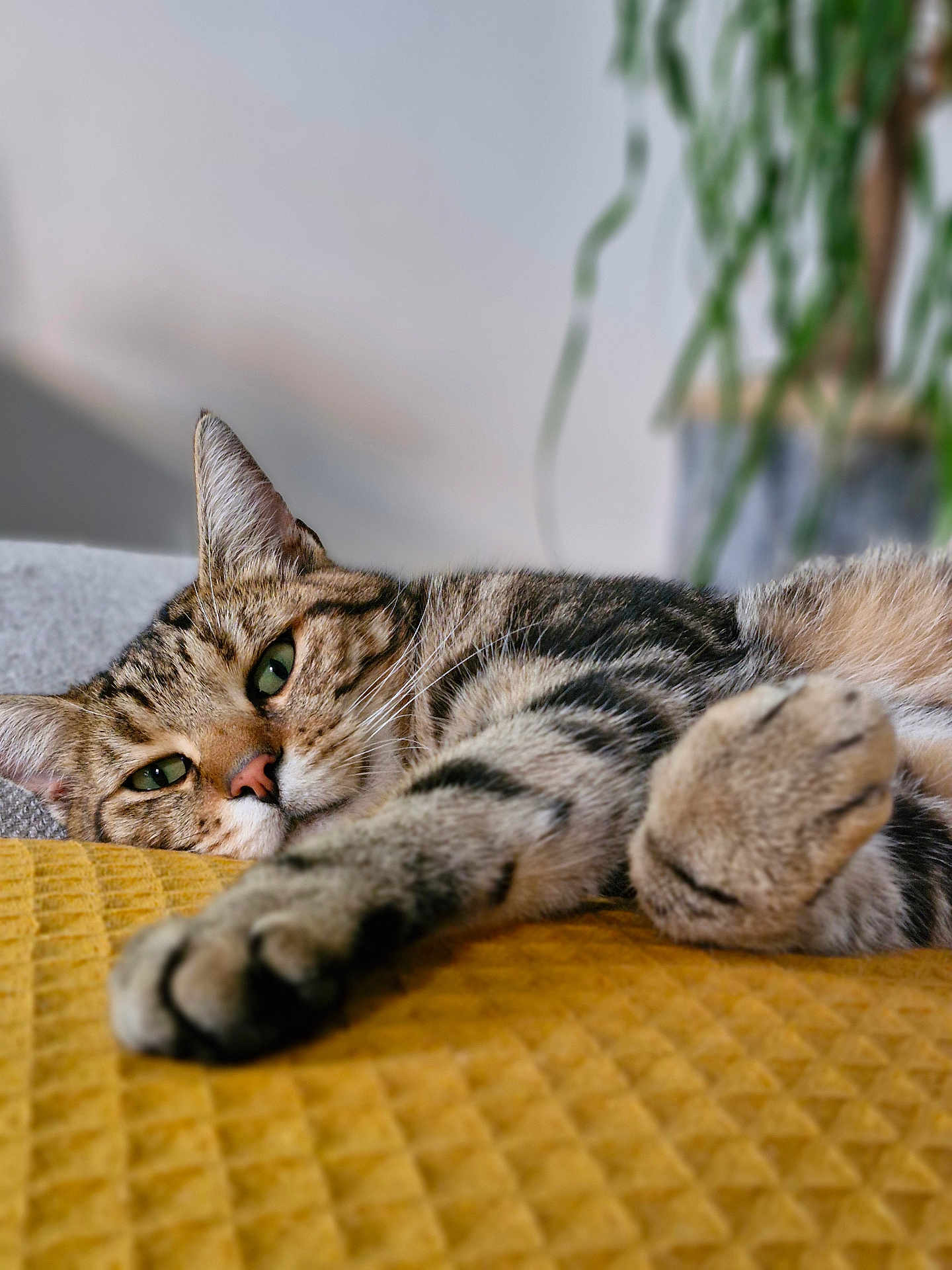 Neko