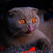 Slava participe au concours pour gagner de l'argent avec cette photo : cat, orange_eyes, tongue_out, close_up, fluffy, carpet, pet, animal, whiskers, paw, indoor, low_light, texture, cute, feline, playful, fur, focus, domestic, mammal