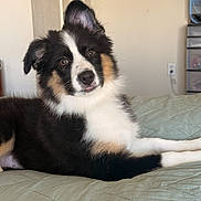 Roxy is registered to the contest to win money with this photo: dog, puppy, tricolor, lying_down, bed, quilted_bedspread, indoor, pet, cute, fur, ears, brown_eyes, black_fur, white_fur, tan_fur, relaxed, looking_at_camera, animal, companion, adorable