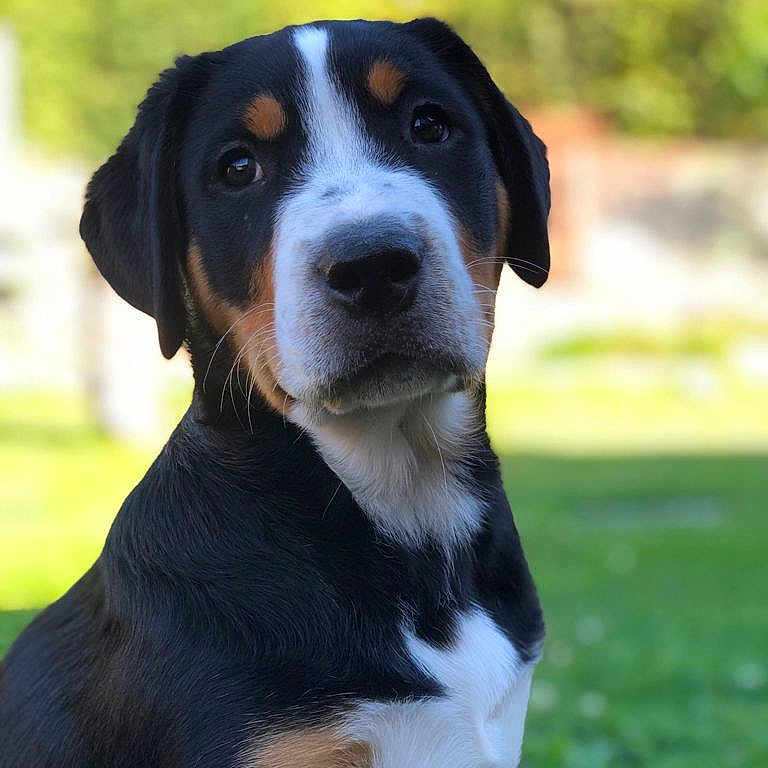 Syrah