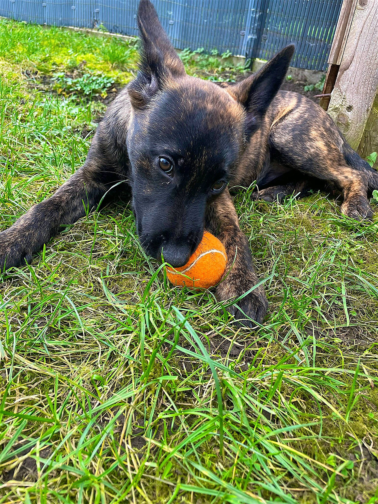 Uxie a rejoint le concours — aidez-le/la à gagner de superbes lots ! canidae, carnivore, dog, dog_breed, east_european_shepherd, fawn, fur, german_shepherd_dog, grass, groundcover, guard_dog, herding_dog, old_german_shepherd_dog, plant, snout, sporting_group, tail, terrestrial_animal, working_animal, working_dog