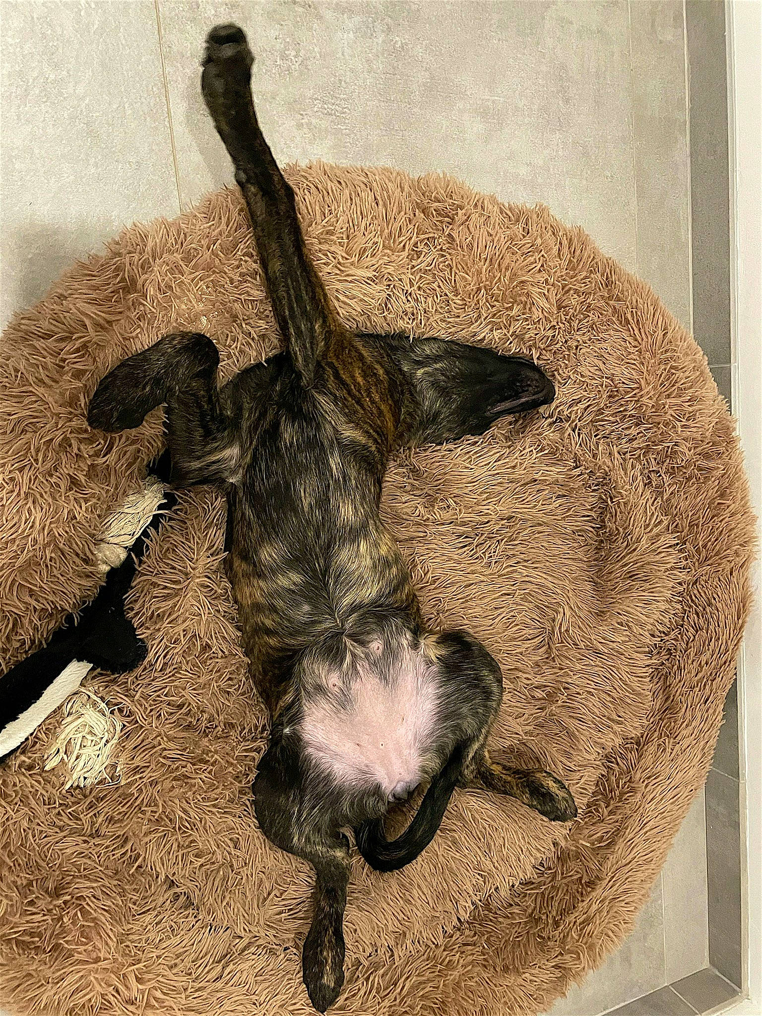 Uxie a rejoint le concours — aidez-le/la à gagner de superbes lots ! art, canidae, fur, painting, shotgun, sporting_group, still_life, still_life_photography, tail, terrestrial_animal, visual_arts, wildlife, wood