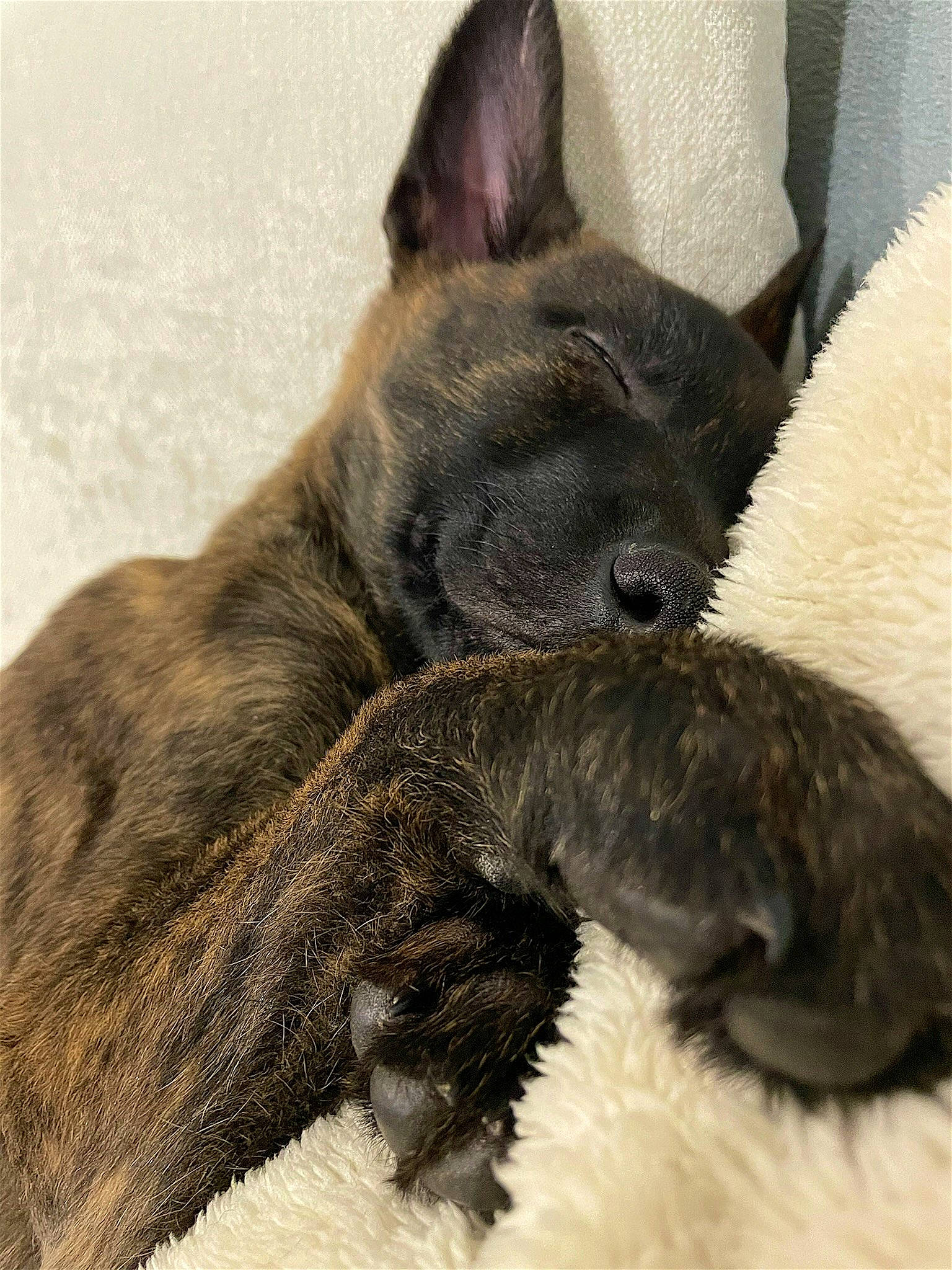 Uxie participe au concours pour gagner de l'argent avec cette photo : canidae, carnivore, claw, comfort, dog, dog_breed, domestic_short_haired_cat, felidae, foot, fur, grey, nap, paw, small_to_medium_sized_cats, sporting_group, tail, terrestrial_animal, whiskers, working_animal