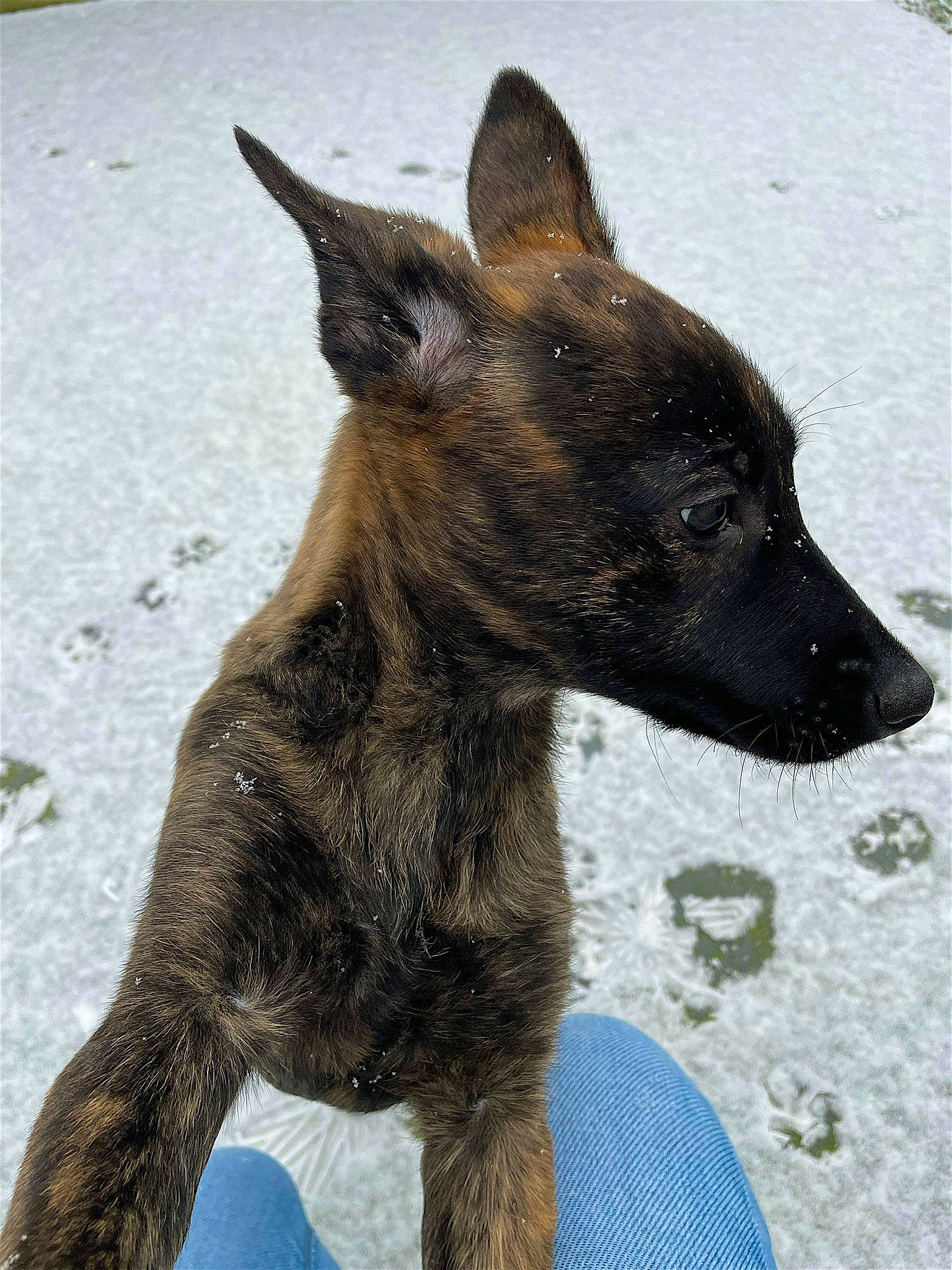 Uxie a rejoint le concours — aidez-le/la à gagner de superbes lots ! ancient_dog_breeds, canidae, carnivore, dog, dog_breed, electric_blue, fawn, guard_dog, herding_dog, hunting_dog, sporting_group, terrestrial_animal, whiskers, working_animal, working_dog