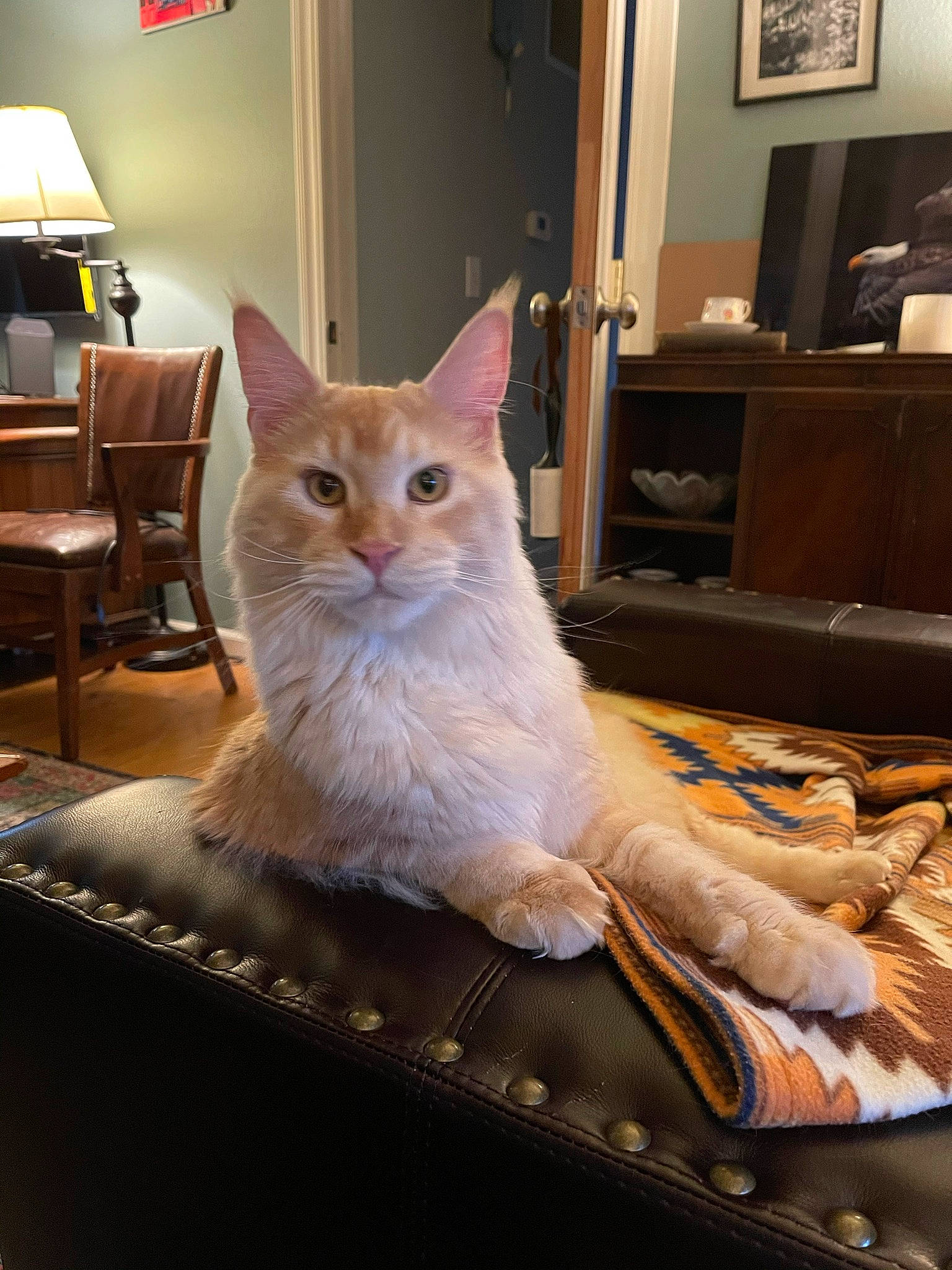Finnigan joined the competition — help win amazing prizes! box, carnivore, cat, chair, comfort, domestic_short_haired_cat, fawn, felidae, floor, flooring, fur, furniture, hardwood, picture_frame, small_to_medium_sized_cats, snout, tail, whiskers, window, wood