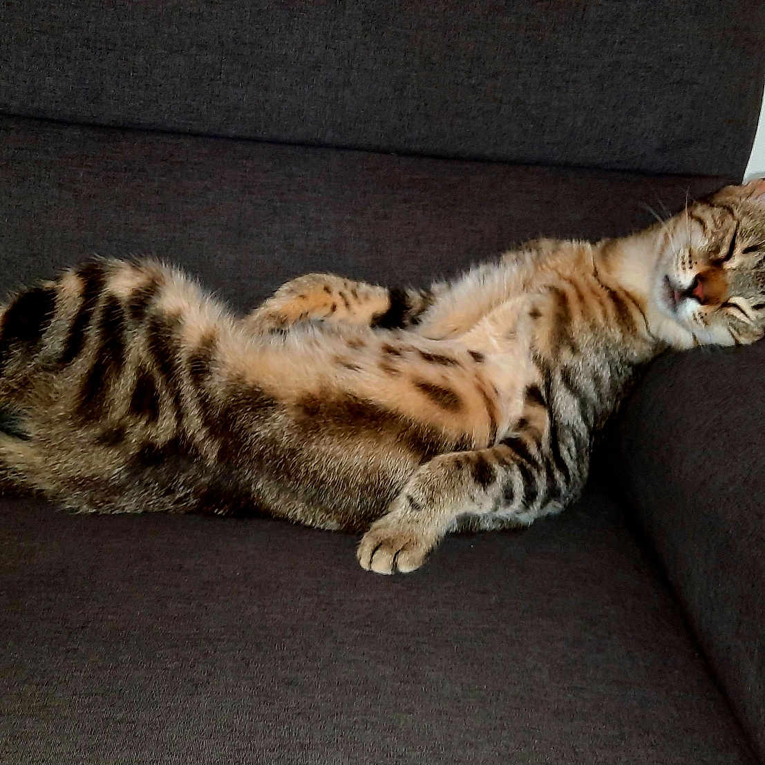 Rocky a rejoint le concours — aidez-le/la à gagner de superbes lots ! animal, armchair, cat, comfortable, cozy, cute, domestic, feline, furniture, indoor, mammal, paw, pet, relaxed, resting, sleeping, striped, tabby, tail, whiskers