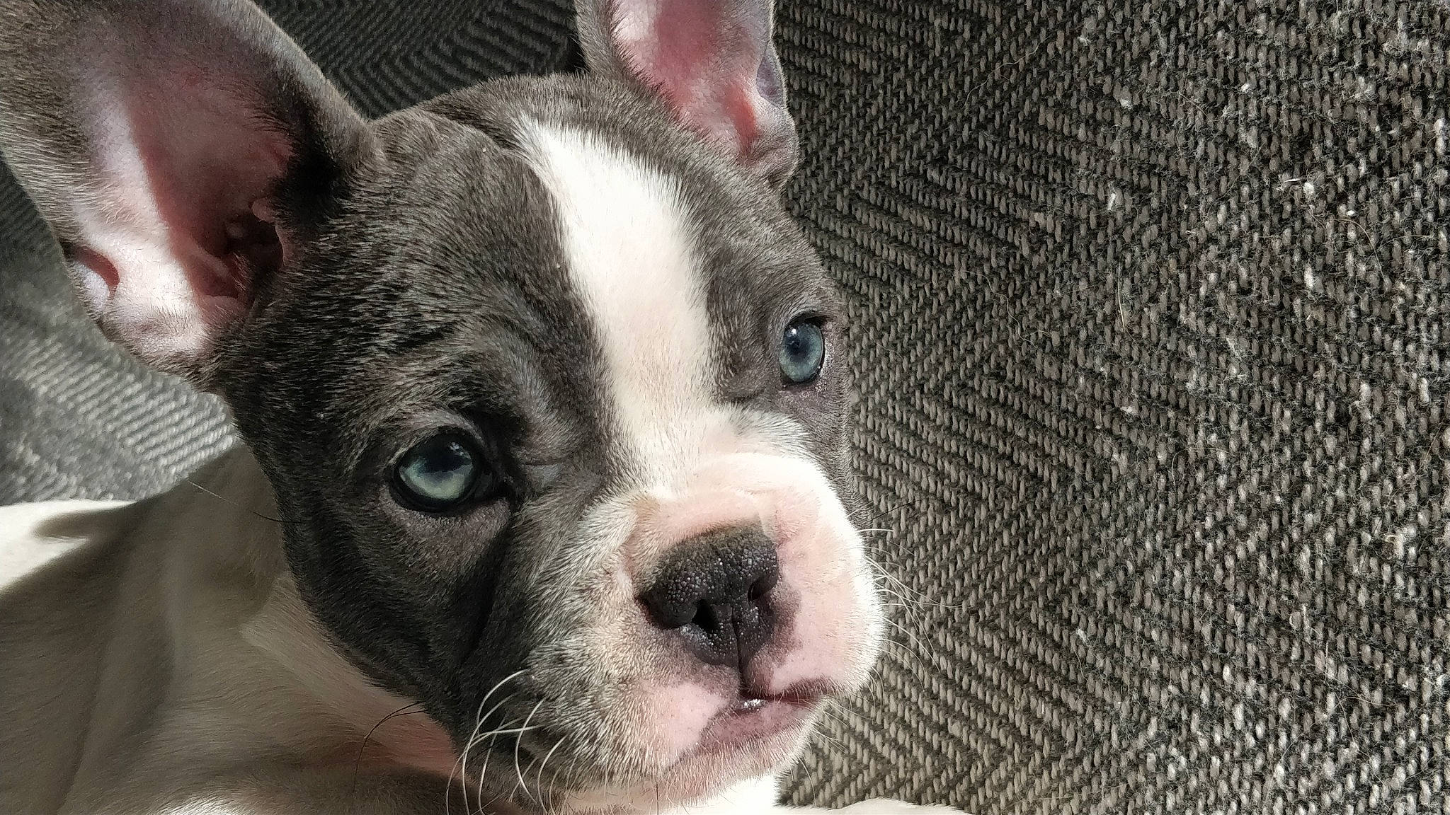 Pomme a rejoint le concours — aidez-le/la à gagner de superbes lots ! boston_terrier, bulldog, canidae, carnivore, close_up, companion_dog, dog, dog_breed, eye, fawn, french_bulldog, mammal, non_sporting_group, nose, puppy, skin, snout, toy_bulldog, vertebrate, whiskers