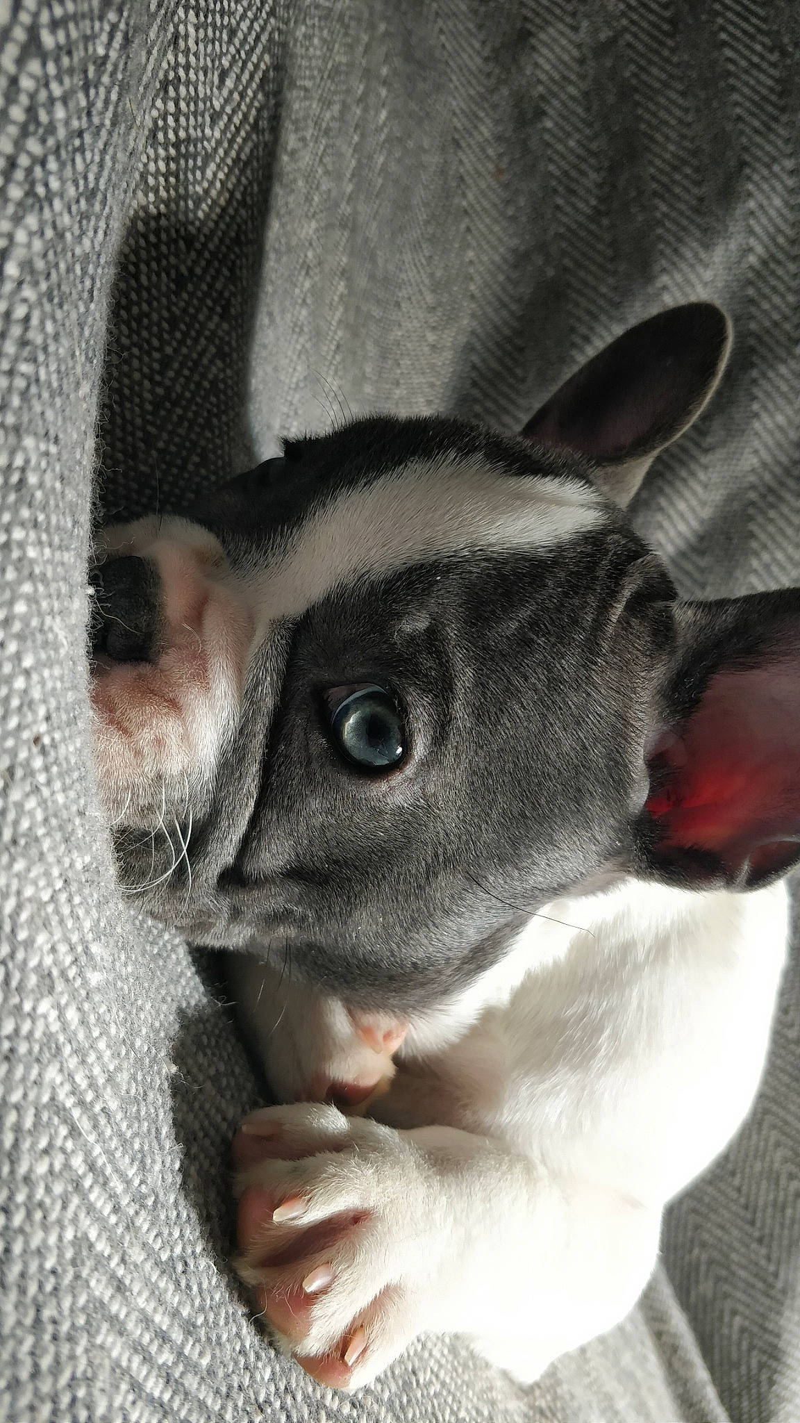 Pomme a rejoint le concours — aidez-le/la à gagner de superbes lots ! boston_terrier, canidae, carnivore, companion_dog, dog, dog_breed, ear, fawn, french_bulldog, mammal, non_sporting_group, nose, snout, vertebrate, whiskers