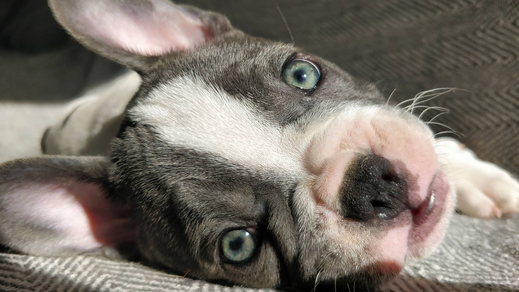 Pomme a rejoint le concours — aidez-le/la à gagner de superbes lots ! boston_terrier, canidae, carnivore, close_up, companion_dog, dog, dog_breed, ear, eye, fawn, french_bulldog, mammal, non_sporting_group, nose, puppy, snout, vertebrate, whiskers