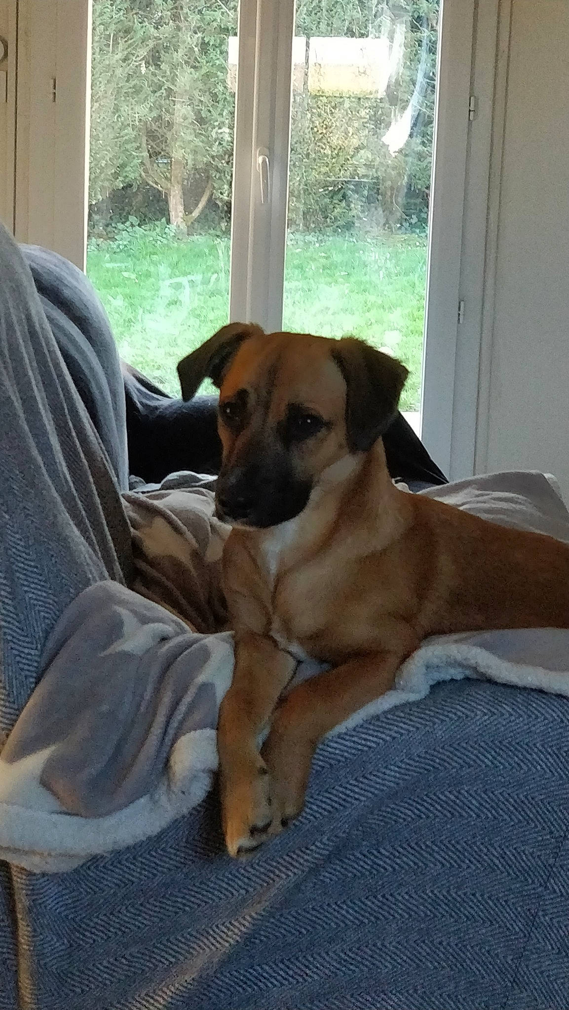 Pandora a rejoint le concours — aidez-le/la à gagner de superbes lots ! black_mouth_cur, broholmer, canidae, carnivore, companion_dog, dog, dog_breed, fawn, mammal, potcake_dog, rare_breed_dog, rhodesian_ridgeback, snout, sporting_group, vertebrate