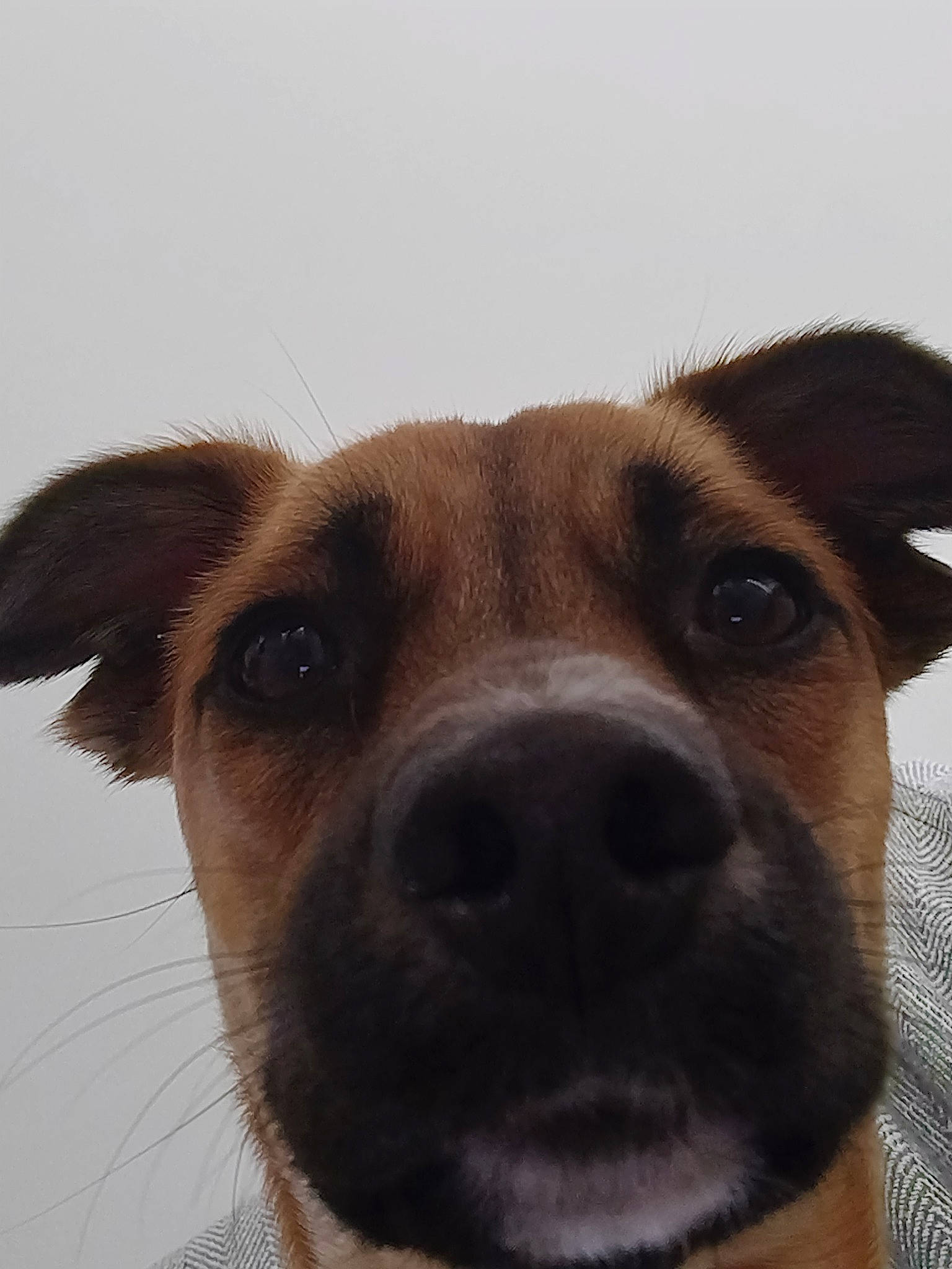 Pandora a rejoint le concours — aidez-le/la à gagner de superbes lots ! black_mouth_cur, canidae, carnivore, close_up, dog, dog_breed, ear, eye, fawn, feist, head, mammal, nose, potcake_dog, puppy, smooth_fox_terrier, snout, vertebrate, whiskers