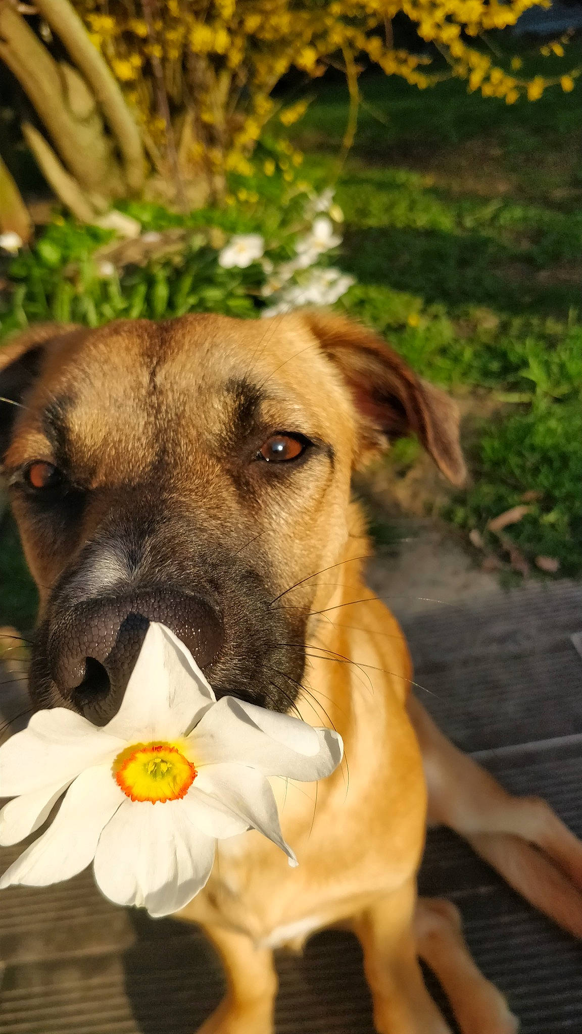 Pandora a rejoint le concours — aidez-le/la à gagner de superbes lots ! black_mouth_cur, canidae, carnivore, dog, dog_breed, fawn, mammal, mountain_cur, potcake_dog, rare_breed_dog, snout, working_dog