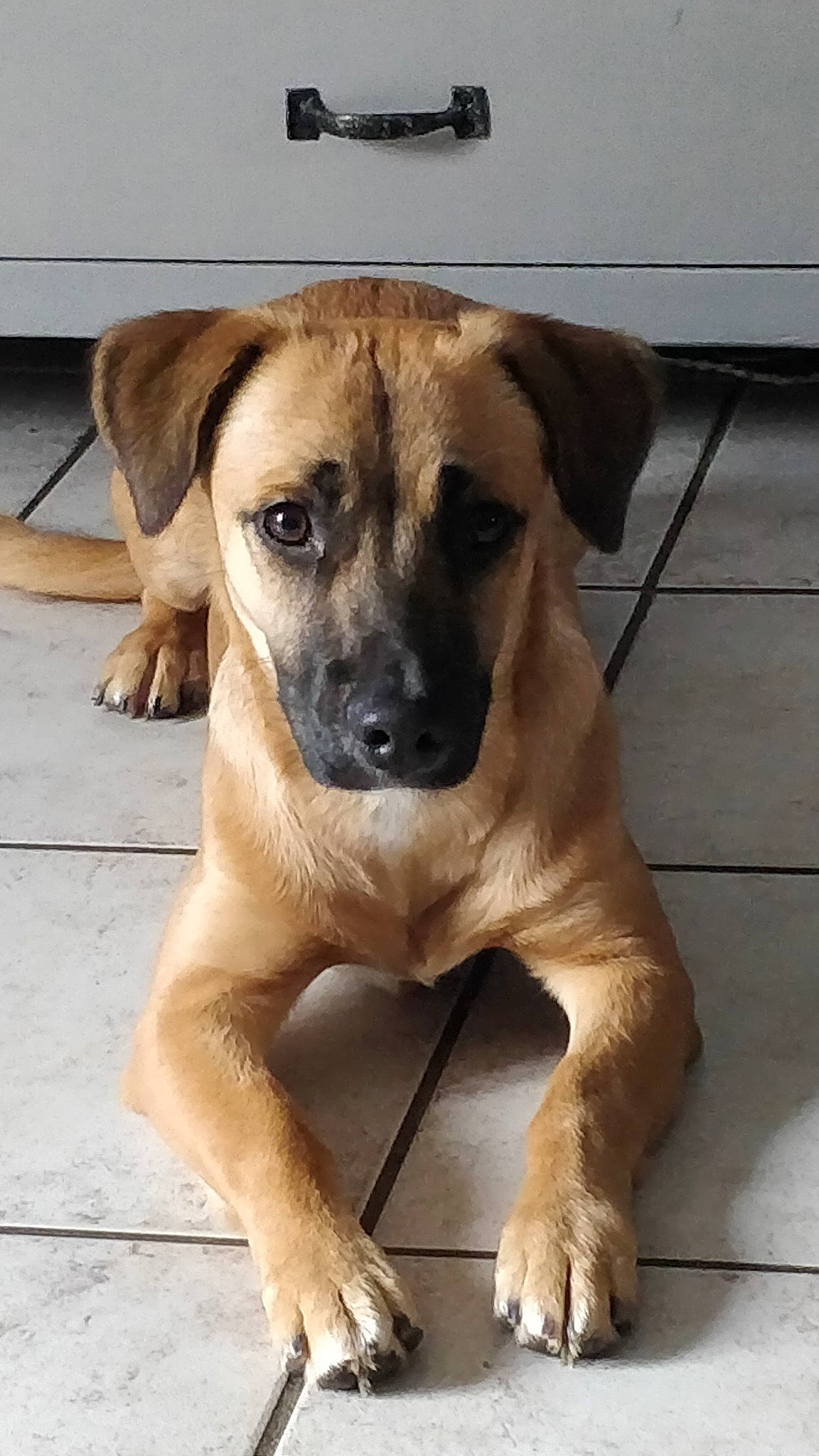 Pandora participe au concours pour gagner de l'argent avec cette photo : black_mouth_cur, canidae, carnivore, companion_dog, dog, dog_breed, fawn, mammal, potcake_dog, rare_breed_dog, snout, sporting_group, street_dog, vertebrate