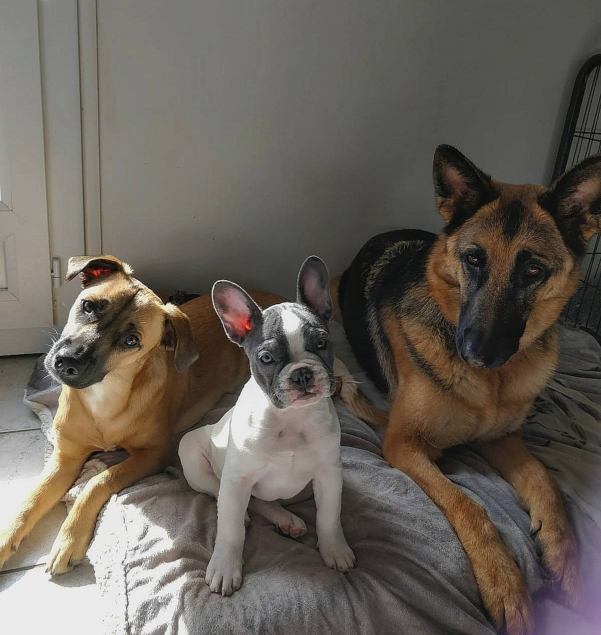 Ixelle participe au concours pour gagner de l'argent avec cette photo : belgian_shepherd_malinois, canidae, carnivore, companion_dog, dog, dog_breed, fawn, german_shepherd_dog, mammal, rare_breed_dog, snout, vertebrate