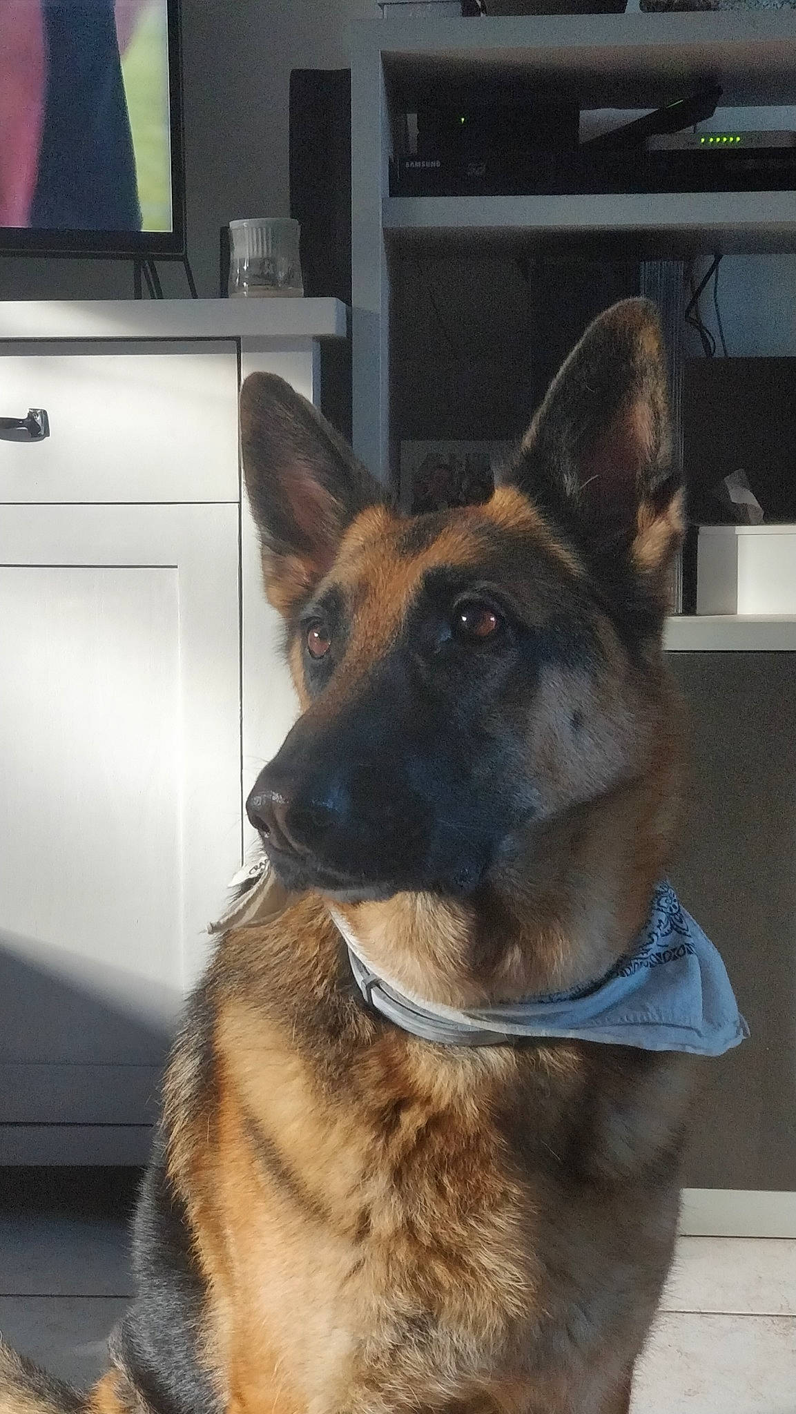 Ixelle a rejoint le concours — aidez-le/la à gagner de superbes lots ! belgian_shepherd, belgian_shepherd_malinois, canidae, carnivore, dog, dog_breed, ear, east_european_shepherd, fawn, german_shepherd_dog, king_shepherd, kunming_wolfdog, mammal, old_german_shepherd_dog, police_dog, shiloh_shepherd_dog, snout, tervuren, vertebrate, working_dog