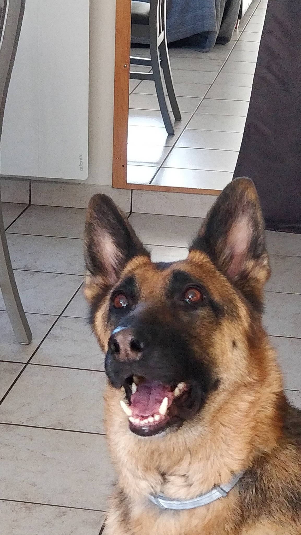 Ixelle a rejoint le concours — aidez-le/la à gagner de superbes lots ! belgian_shepherd, belgian_shepherd_malinois, canidae, carnivore, dog, dog_breed, ear, east_european_shepherd, fawn, german_shepherd_dog, herding_dog, king_shepherd, mammal, old_german_shepherd_dog, rare_breed_dog, shiloh_shepherd_dog, snout, tervuren, vertebrate, working_dog