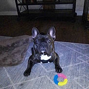 Stitch joined the competition — help win amazing prizes! animal, black, brown, cozy, curious, dog, ears, face, floor, french_bulldog, furniture, home, indoor, looking, pet, rug, shelf, sitting, toy, white