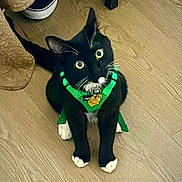 Dycee joined the competition — help win amazing prizes! cat, black_cat, white_paws, green_harness, wooden_floor, pet, indoor, curious, whiskers, sitting, shoe, blanket, flooring, domestic_cat, animal, feline, looking_up, wide_eyes, black_and_white, pet_accessory
